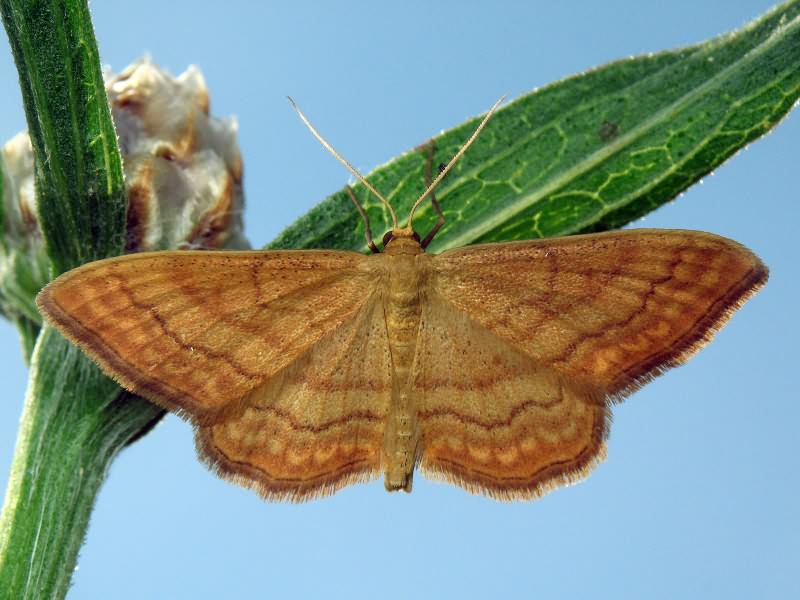Idaea ochrata (Scopoli, 1763)